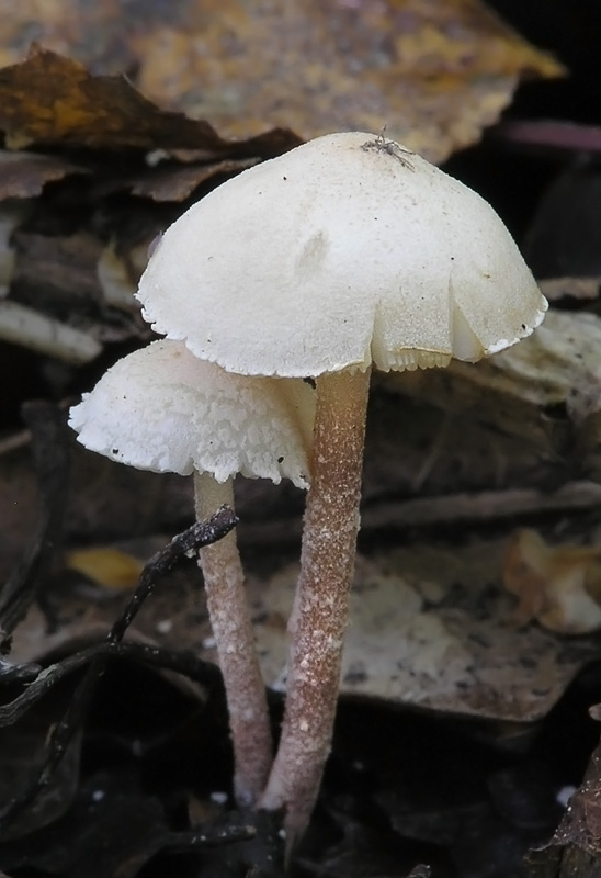 Cystolepiota seminuda